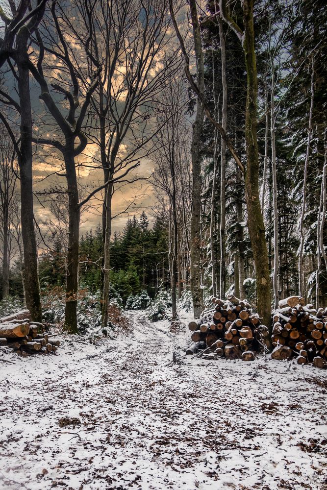 Im Schwarzwald auf dem Pflingsteck bei Freiamt. 