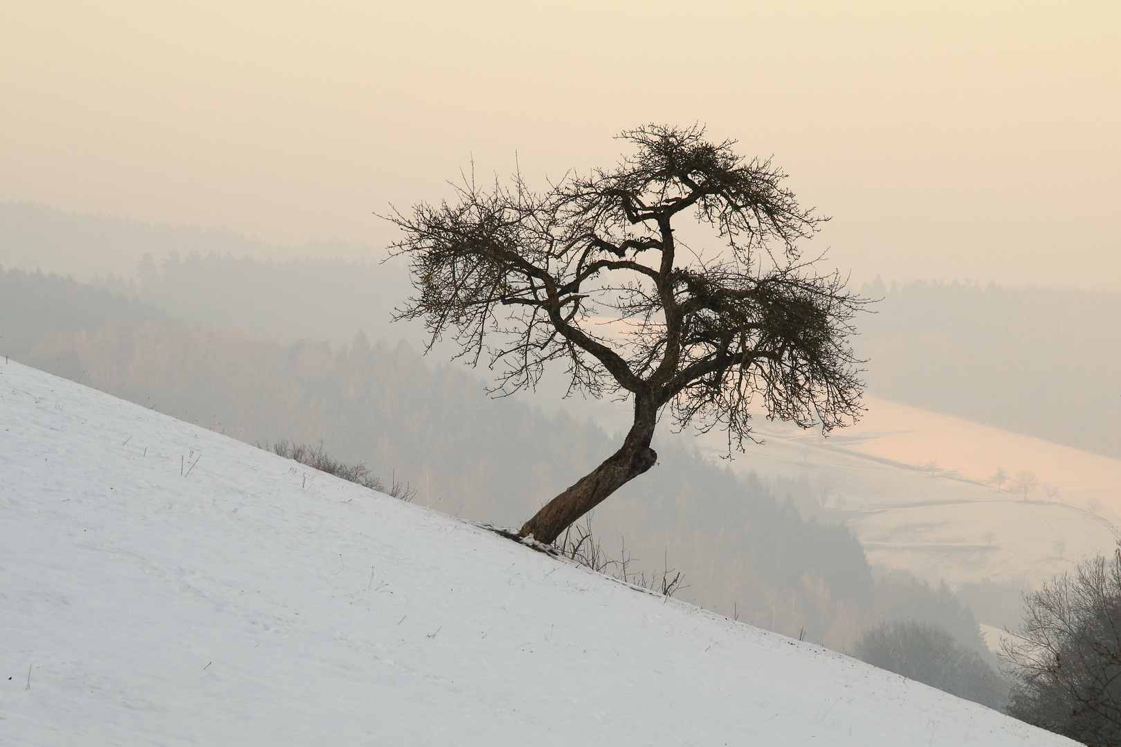 Im Schwarzwald