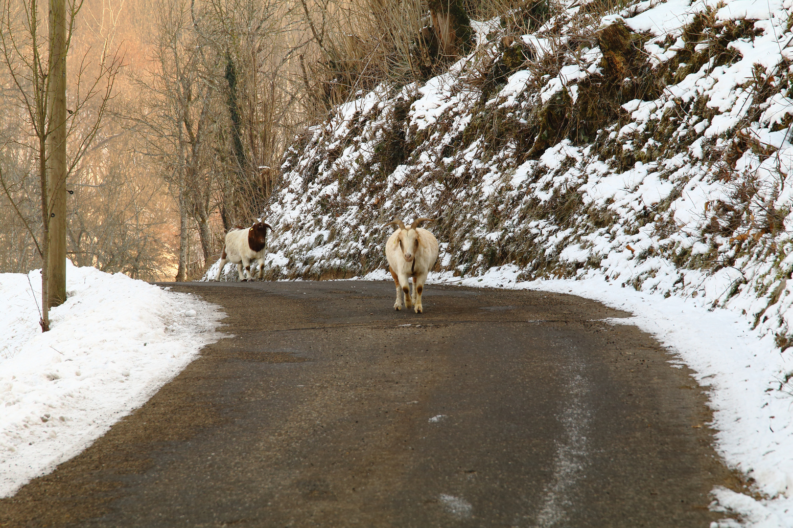 Im Schwarzwald