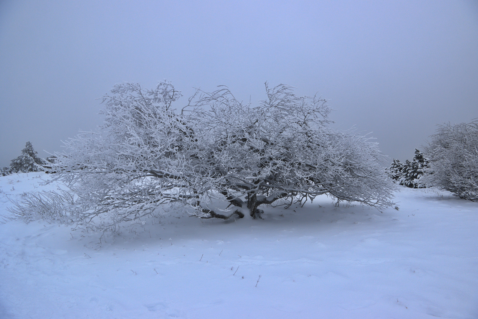 Im Schwarzwald, Minus 5 Grad