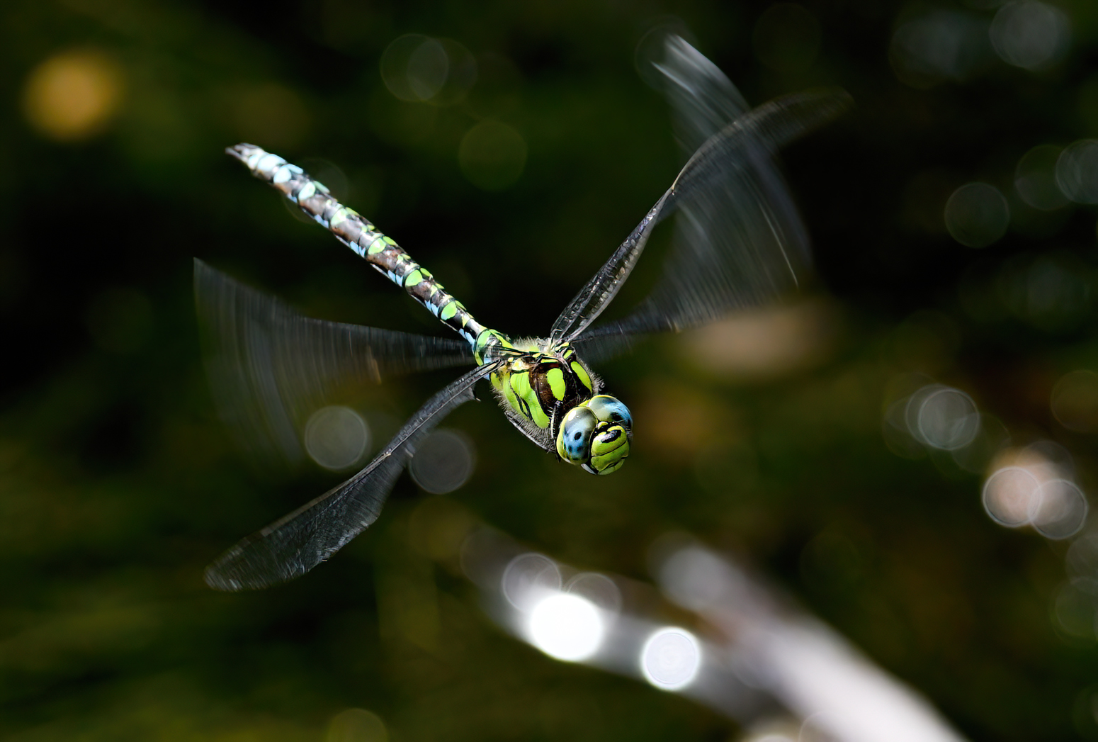 Im Schwebeflug