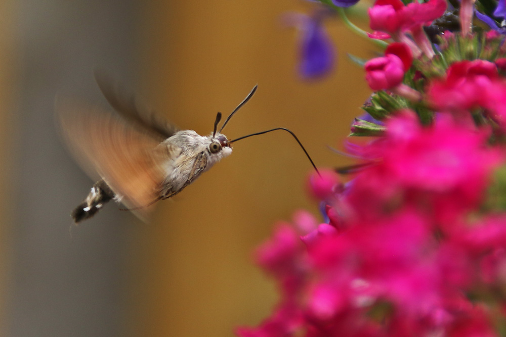 im Schwebeflug an der Blüte