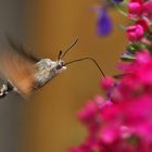 im Schwebeflug an der Blüte