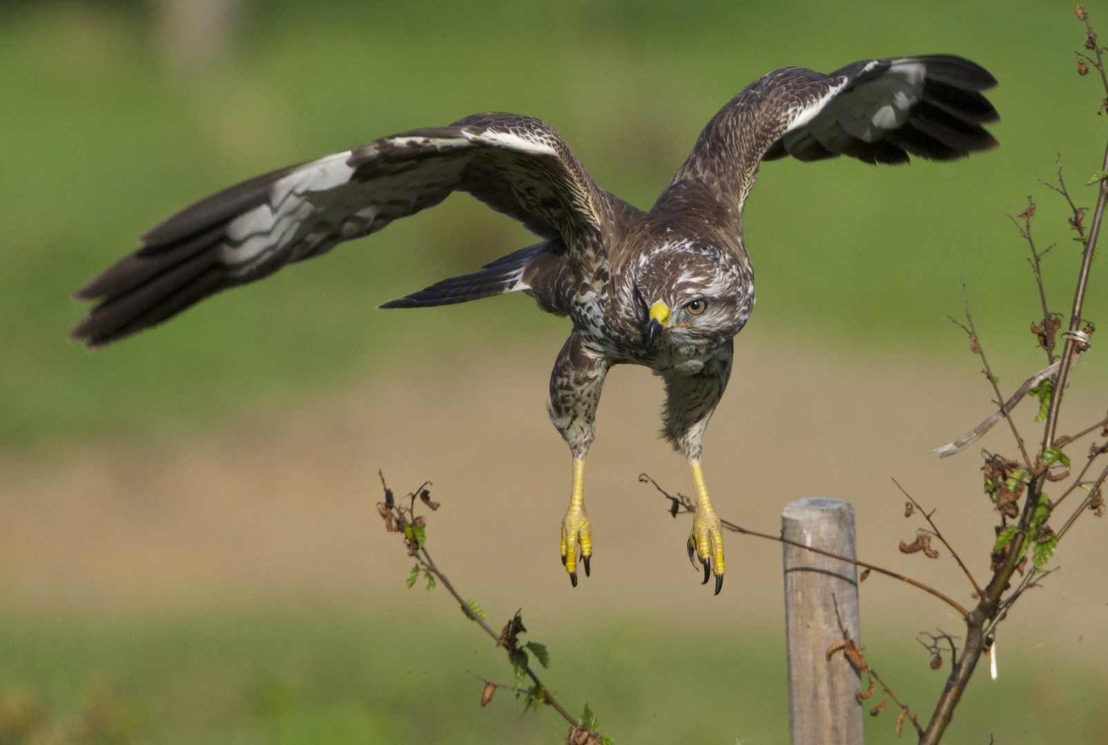 -Im Schwebeflug-