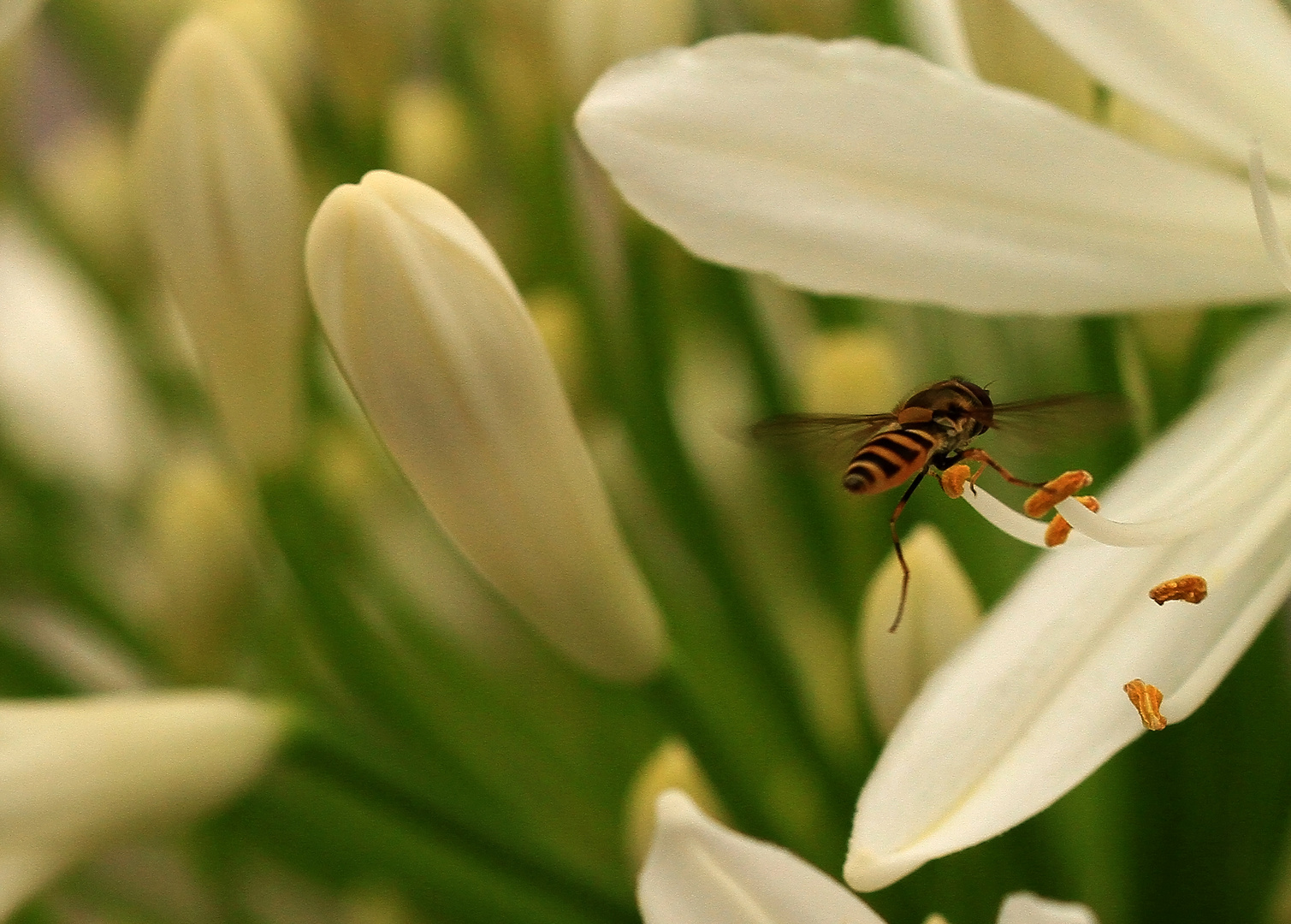 ~im Schwebflug~