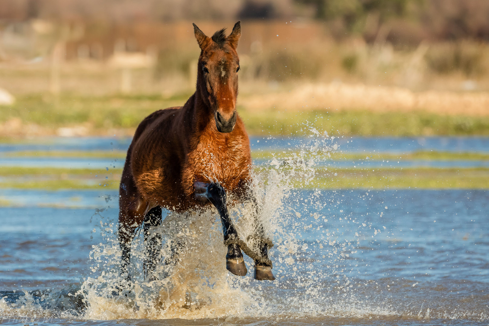 Im Schweinsgalopp…