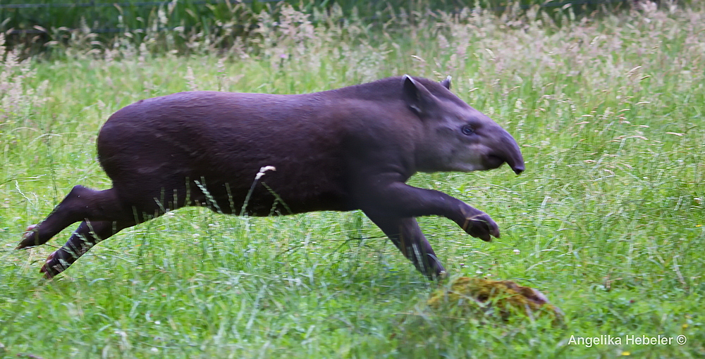 "im Schweinsgalopp"