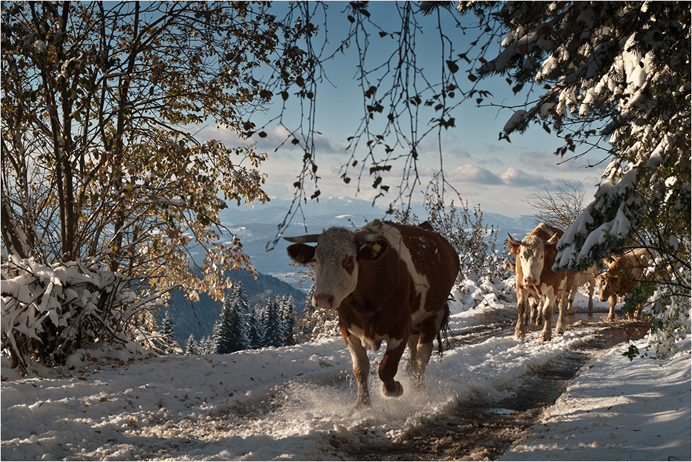 im Schweinsgalopp Foto & Bild landschaft, lebensräume, mein