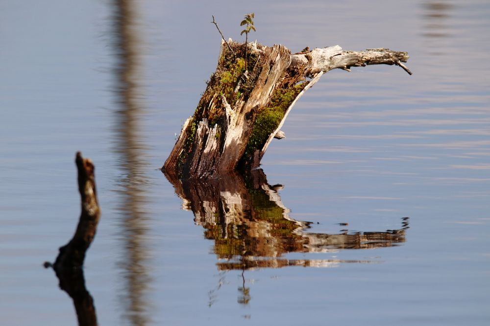 Im Schwenninger Moos 1