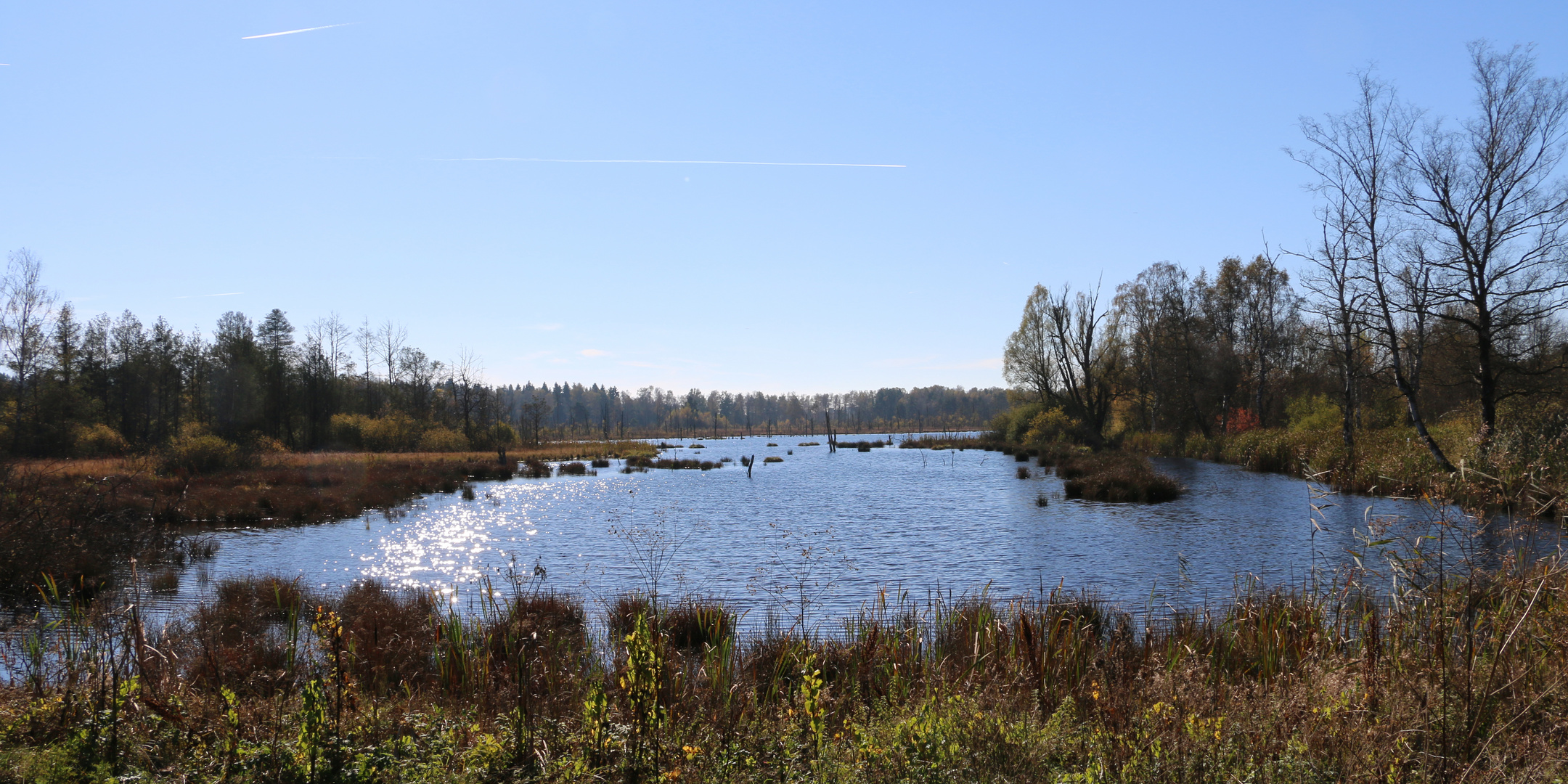 Im Schwenninger Moos