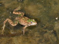 Im Schwimmbad - in piscina