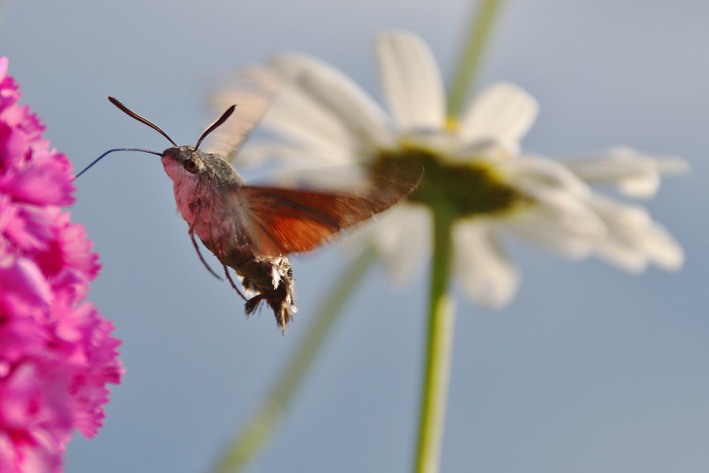 im Schwirrflug an der Blüte....