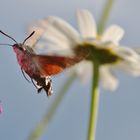 im Schwirrflug an der Blüte....