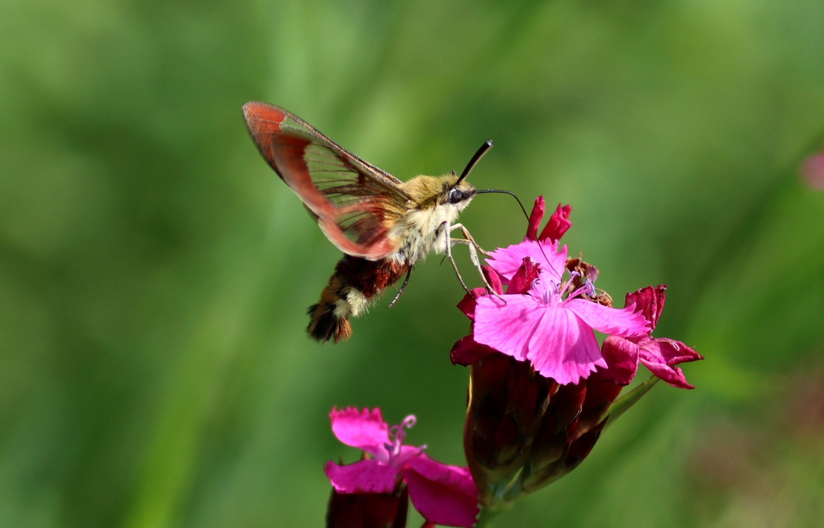 im Schwirrflug