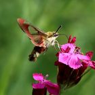 im Schwirrflug