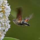 Im Schwirrflug kosten - Taubenschwänzchen