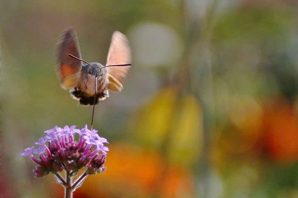 Im Schwirrflug über der Blüte