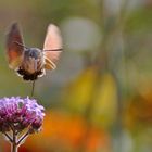 Im Schwirrflug über der Blüte