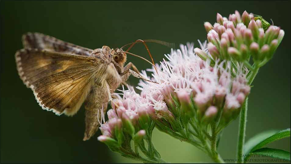 Im Schwirrflug wie ein Kolibri.. Foto & Bild tiere, wildlife
