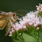 Im Schwirrflug wie ein Kolibri .....