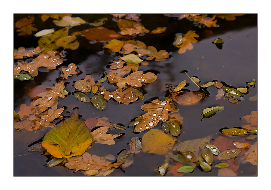 im See schwimmt der Herbst