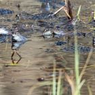 im Seerenteich (Tharandter Wald)