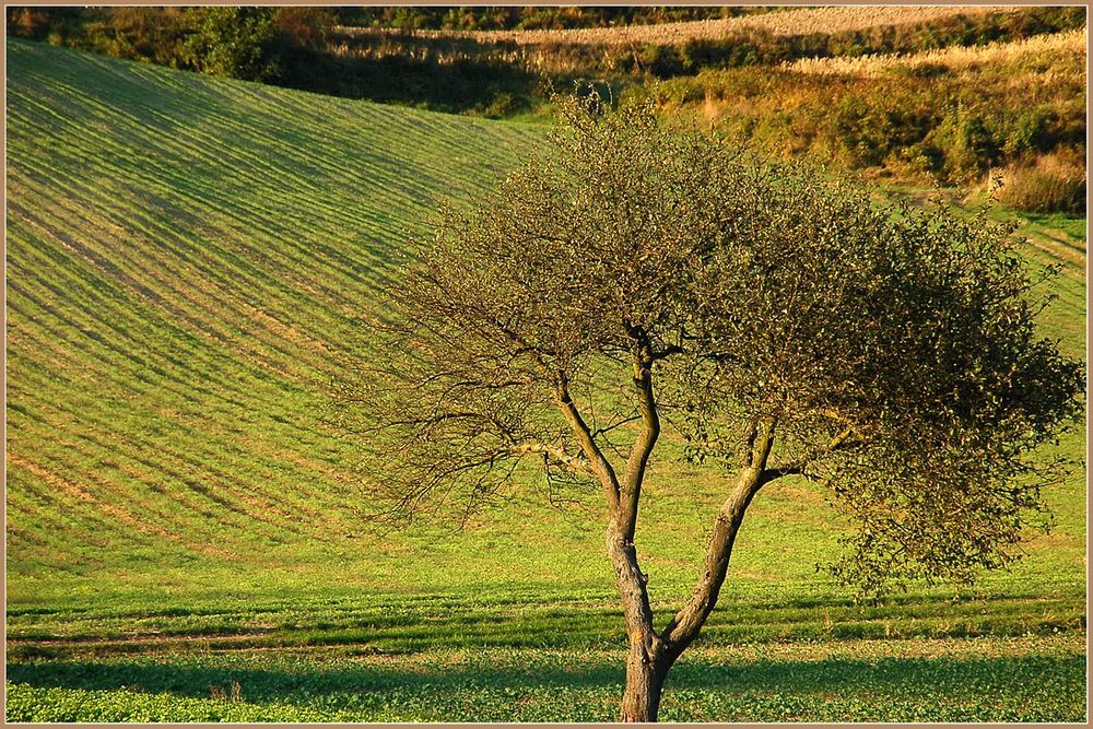 Im September-Abend-Licht