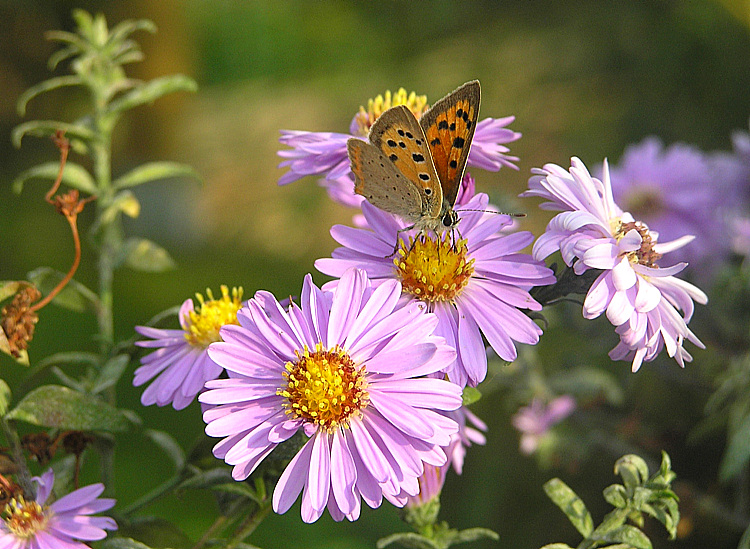 Im Septembersonnenschein