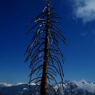 im Sequoia National Park