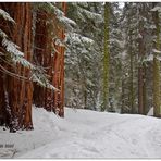 Im Sequoia NP ..