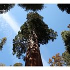 im Sequoia NP ...das müsste der "General Sherman Tree" sein
