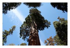 im Sequoia NP ...das müsste der "General Sherman Tree" sein