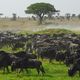 Im Serengeti NP