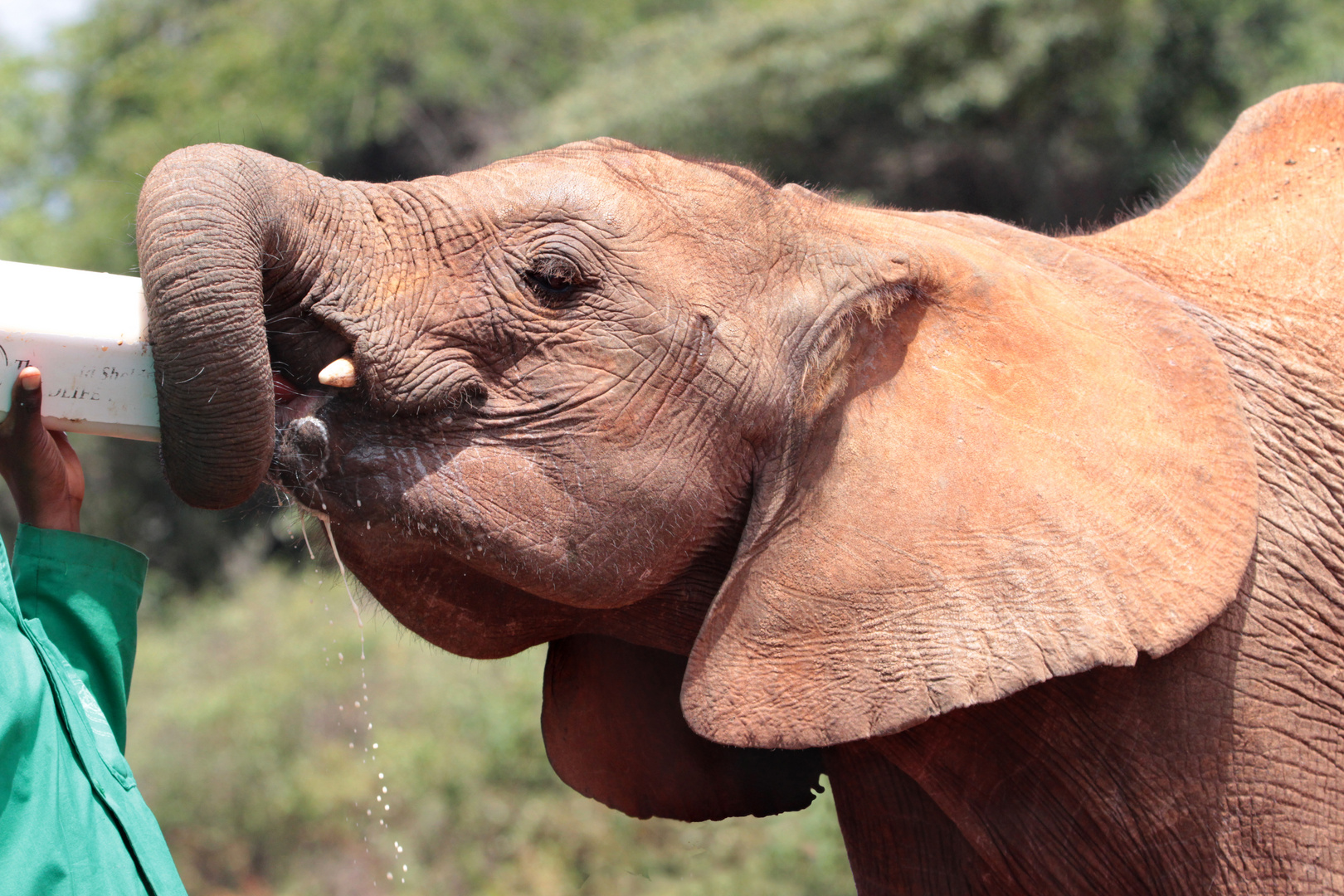 Im Sheldrick-Waisenhaus für Elefantenkinder in Nairobi 