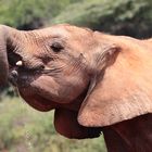 Im Sheldrick-Waisenhaus für Elefantenkinder in Nairobi 