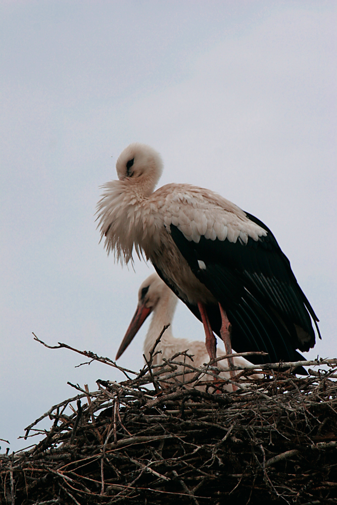 im sicheren Nest