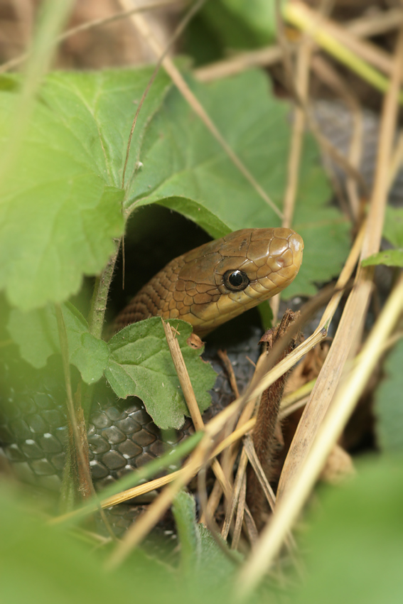 Im sicheren Versteck