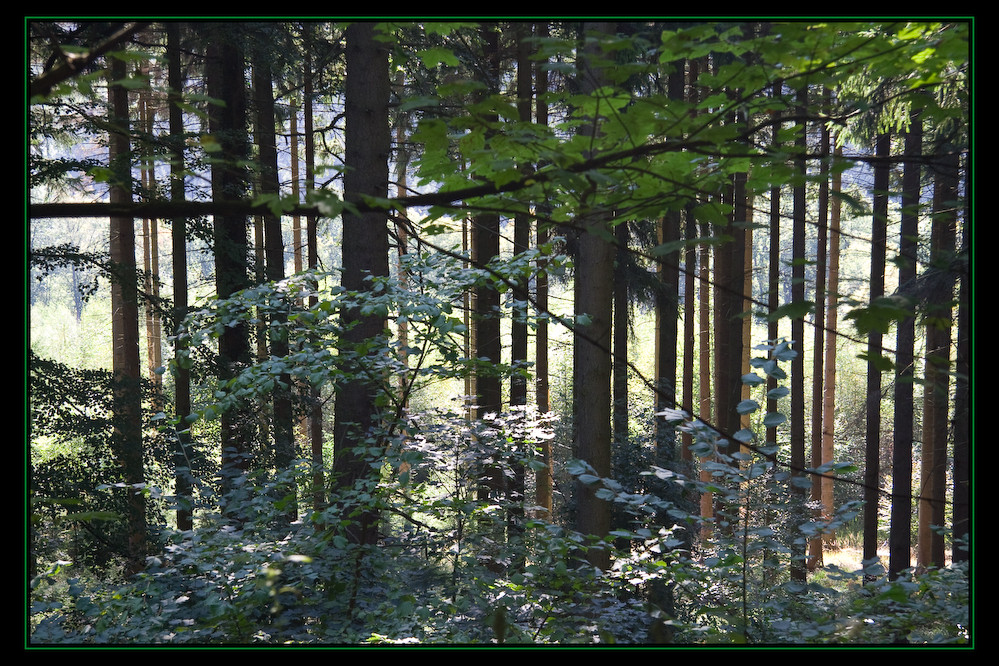 Im siebengebirgigen Wald