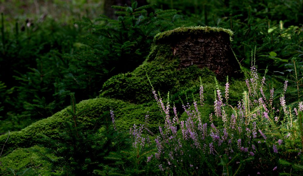 Im Siegerländer Wald