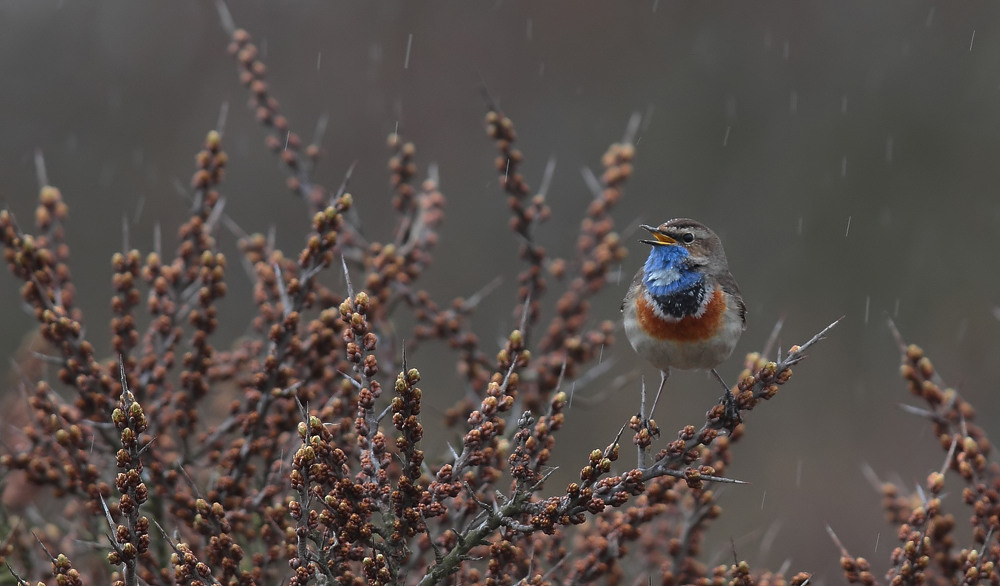 I'm singing in the rain...