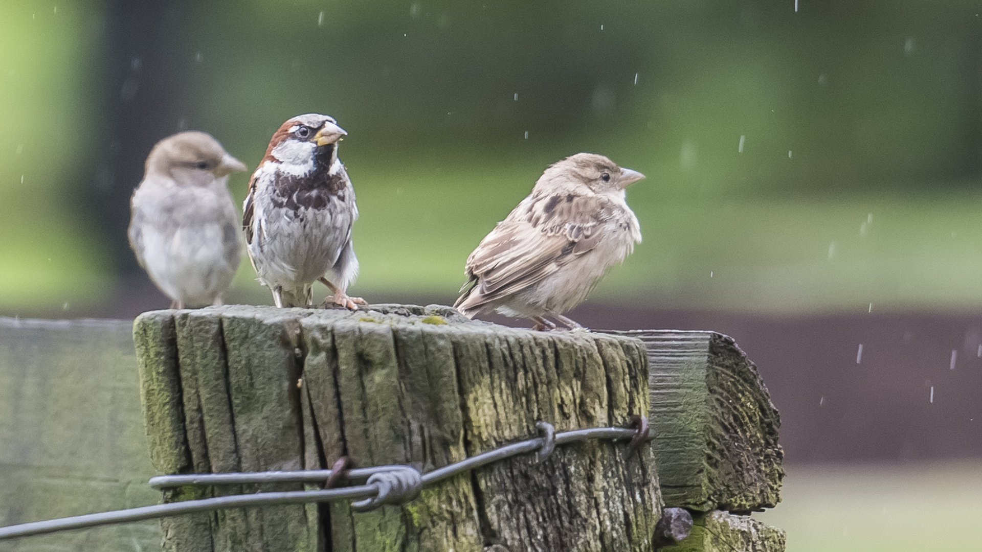 "I'm Singing in the rain