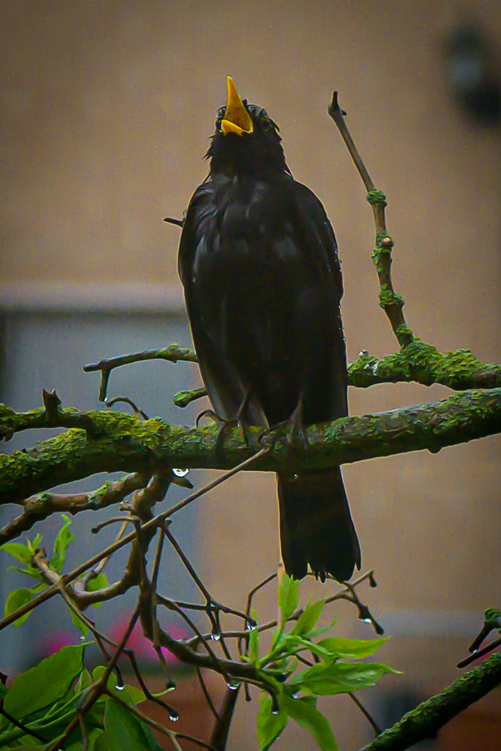 I'm singing in the rain ... (Amsel)