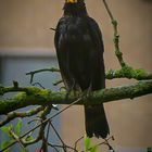 I'm singing in the rain ... (Amsel)