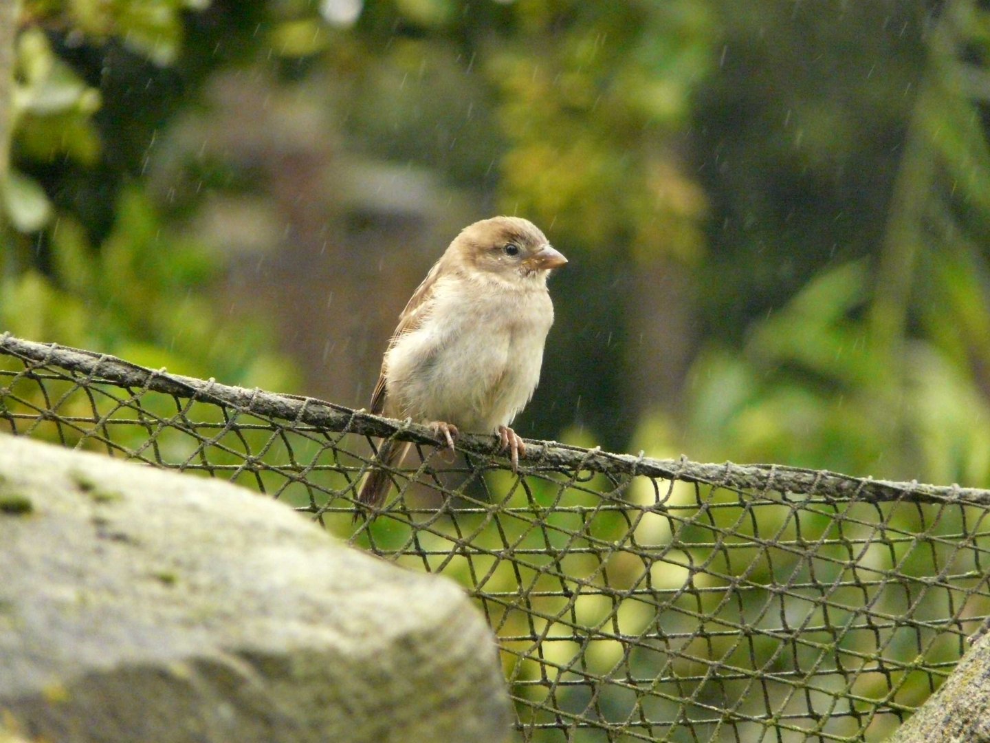 I'm sitting in the rain