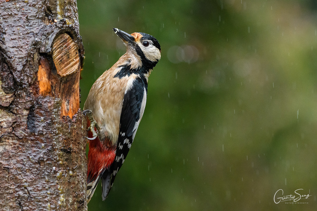 I'm sitting in the Rain