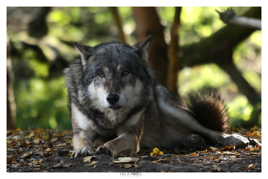 I`m so sad, ..... poor wolf