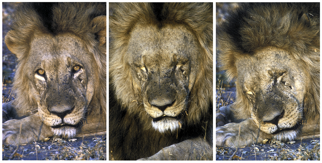 I'm so tired... Lepapa Pan, Botswana