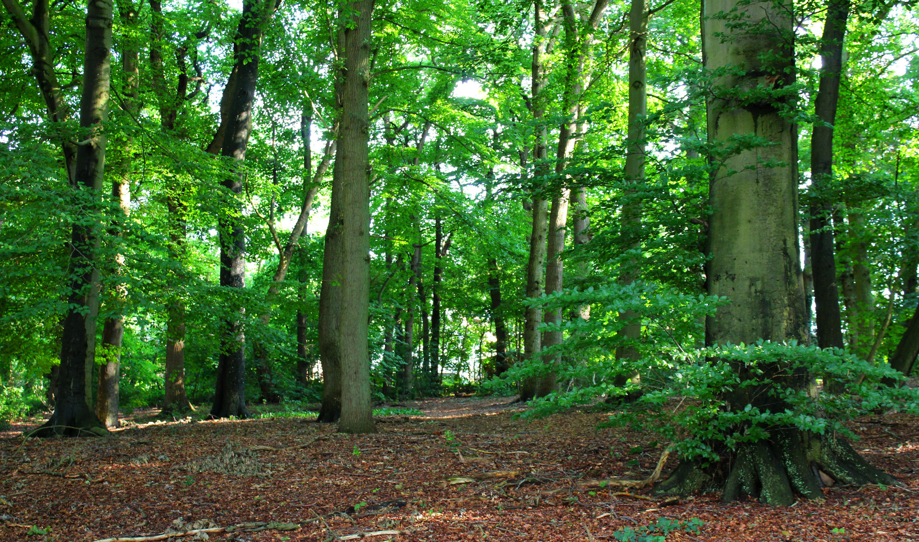 im Sommer Foto & Bild wald, bäume, baum Bilder auf