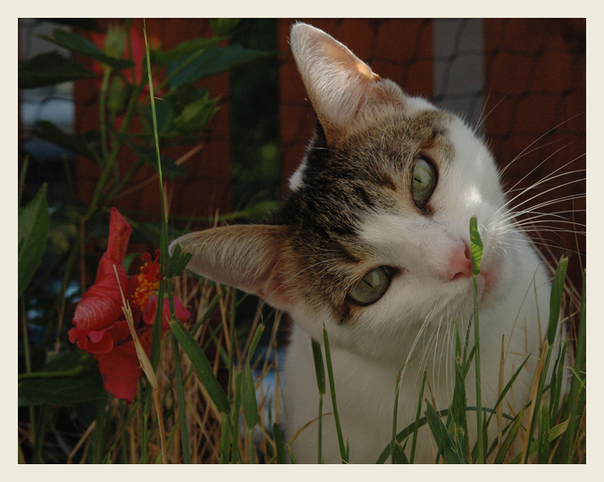 Im Sommer auf dem Balkon....