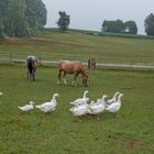 Im Sommer auf dem Bauernhof: